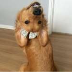 Артур, фото