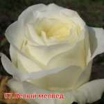 Давидов Юнус Тоиржон, фото