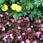 , фото
