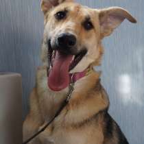 Красавица Лора в добрые руки, в Москве