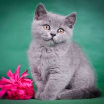 Британский котенок от Чемпиона мира, в Санкт-Петербурге