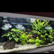 Аквариумные растения, в Чайковском