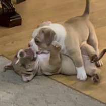 Продажа щенков Амбулли, в Калининграде