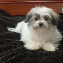 Мальчик мальтипу, в г.Потсдам