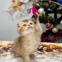 Шотландская вислоухая золотая шиншилла котеноу, в Геленджике