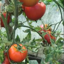 Рассада томатов и перцев, в Щербинке