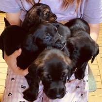 Щенки бесплатно, 1 месяц, в Якутске