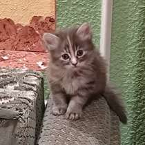 Котята, в г.Ровеньки