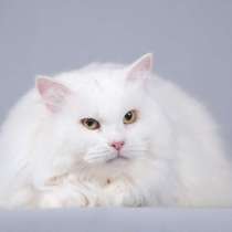 Большой, белый и пушистый кот Сахарок в добрые руки, в Москве