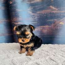Йоркширский терьер, в Уссурийске