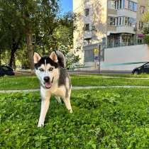Отдадим собаку в добрые руки, в Москве