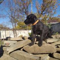 Щенки, в Краснодаре