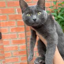 Русская голубая кошечка Клеопатра в дар, в Москве
