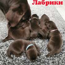 Шоколадные чистокровные щенки лабрадора, в Москве