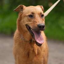 Ксюха ищет дом!, в Санкт-Петербурге