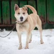 Отличный охранник, молодой домашний пес Алекс в добрые руки, в Москве