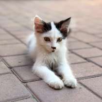 Котенок, в Ростове-на-Дону