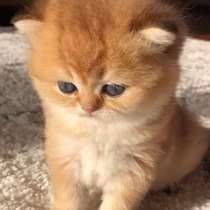 Британский котенок, в Краснодаре