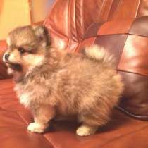 Щенок померанского шпица, в Санкт-Петербурге