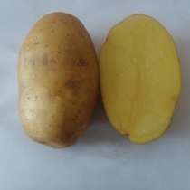 Семенной картофель из Беларуси, в Волгограде