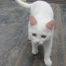 Котенок-девочка беленькая пушистая, в Челябинске