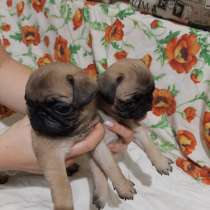 Щенки Мопс, в Самаре