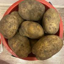 Продам картофель свой, в Альметьевске