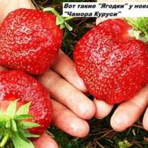 Кустики клубники крупноплод. сорта-почто, в Ростове-на-Дону