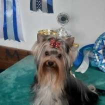 Щенок йоркширского терьера, в Балаково