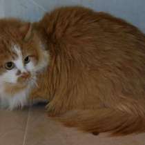 Солнечная кошка Милочка, в Москве