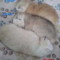 Британские короткошерстные котята, в г.Билефельд
