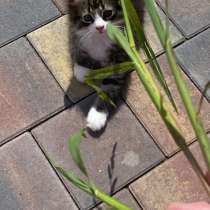 Котенок в добрые руки, в Чехове
