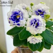 Фиалка Robs Cotton Ball, в Новосибирске