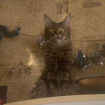 Продам Мей-куна в добрые руки СРОЧНО, в Хабаровске