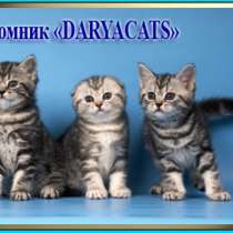 Шотландские котята мраморного окраса из питомника Daryacats, в Москве