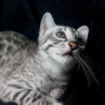 Bengal kitten f2 from Asian leopard cat, в г.Пекин