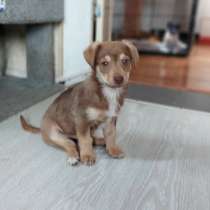 Очень красивый маленький щенок, в Санкт-Петербурге