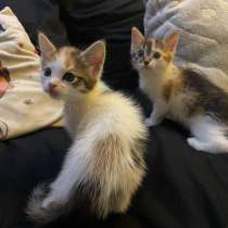 Котята в добрые руки, в Москве
