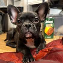 Отдам собаку, девочка 7 месяцев, ходит на пеленку, в Барнауле