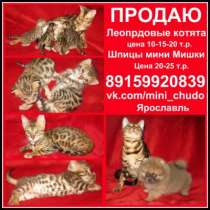 Леопардовая кошка в Ярославле бенгалы, в Ярославле
