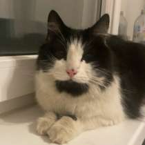 Черно-белая, ласковая и добрая кошка, в Москве