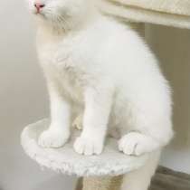 Продается белый британский котёнок, в г.Petah Tiqwa