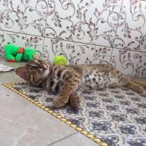 Азиатский котенок Северный подвид бенгальских, в Москве