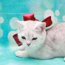 Шотландская кошечка создаст уют, в Москве