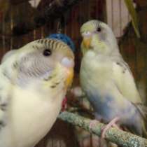 Продам 2-х молодых попугаев, в Астрахани