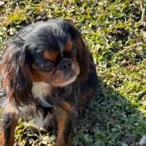 Кинг чарльз спаниель, в Новокузнецке