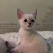 Котенок, в Махачкале