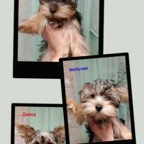 Щенята, в Набережных Челнах