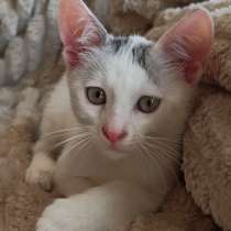 Ищет дом нежный котёнок, 2 мес, в г.Кишинёв
