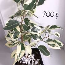 Фикус. Сахалин, в Аниве